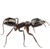 ant control bobcaygeon
