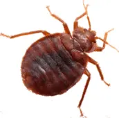 bed bug control bobcaygeon 1