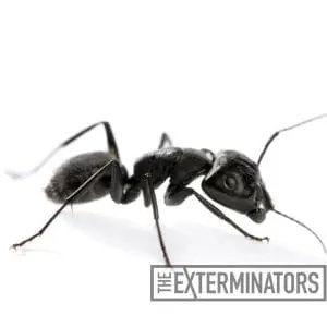 carpenter ant control bobcaygeon