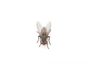 cluster files exterminator bobcaygeon