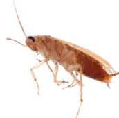 cockroach control bobcaygeon
