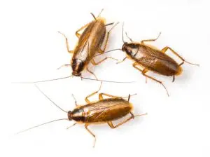 cockroach treatment pest control bobcaygeon
