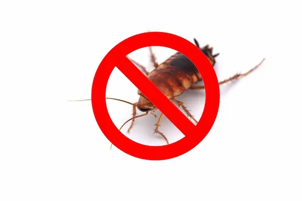 exterminator bobcaygeon