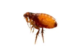 flea exterminator bobcaygeon