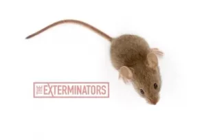 mice exterminator bobcaygeon