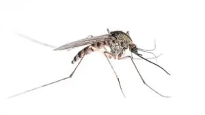 mosquitos exterminator bobcaygeon