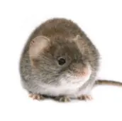 mouse control bobcaygeon