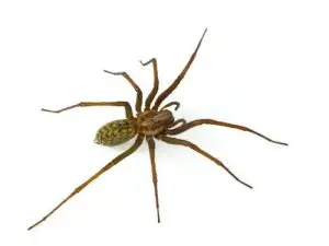 spider control bobcaygeon