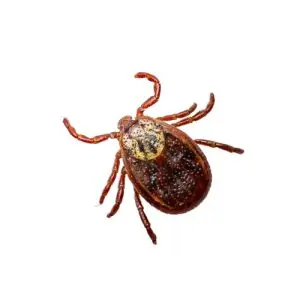 tick exterminator bobcaygeon