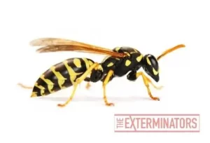 wasp removal bobcaygeon