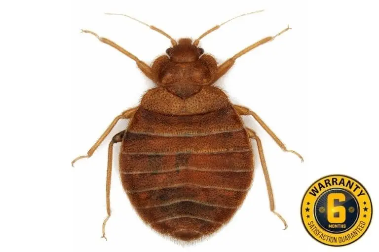 bed bug exterminator bobcaygeon