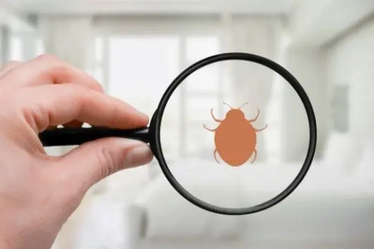 bed bug inspection bobcaygeon