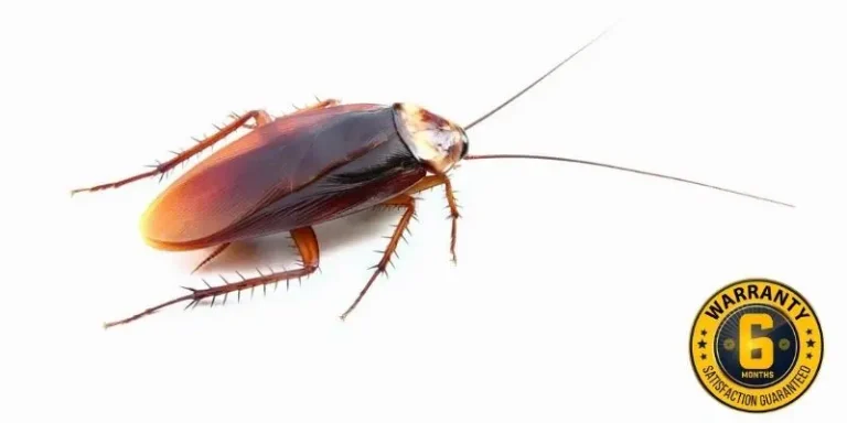 cockroach control bobcaygeon