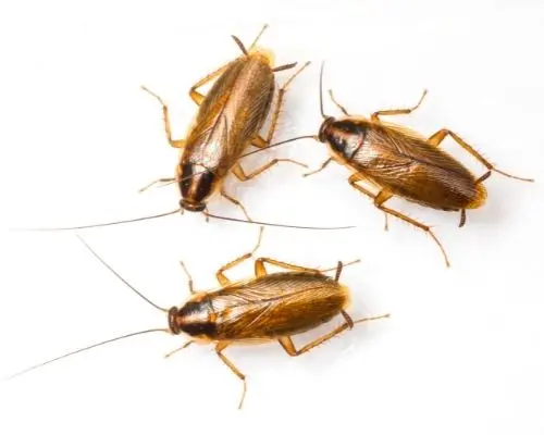 cockroach infestation bobcaygeon