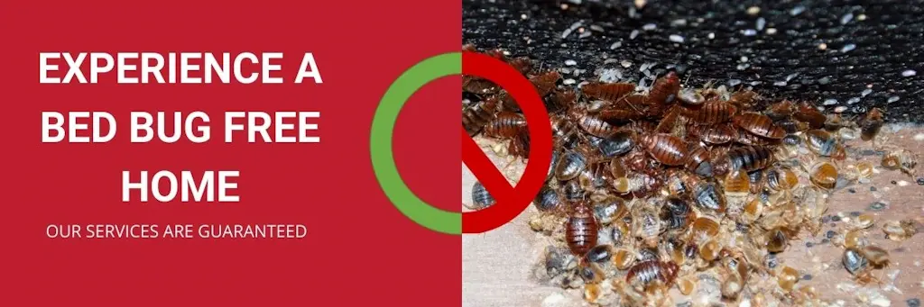 experience a bed bug free home bobcaygeon