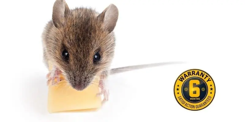 mice exterminator bobcaygeon