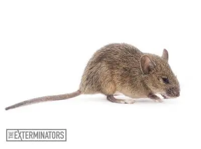 mice infestation bobcaygeon