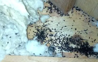 mouse feces bobcaygeon