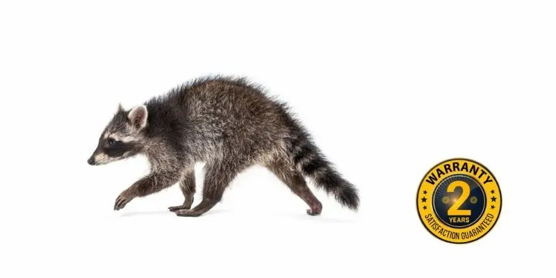 raccoon control bobcaygeon