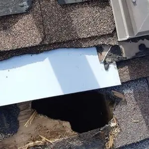 raccoon inspection bobcaygeon