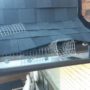 raccoon removal bobcaygeon