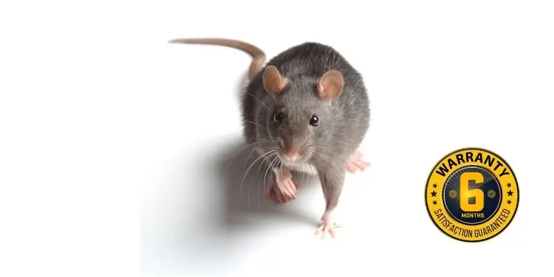 rat exterminator bobcaygeon