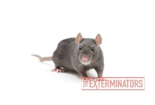 rat infestation bobcaygeon
