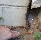 rat inspection bobcaygeon