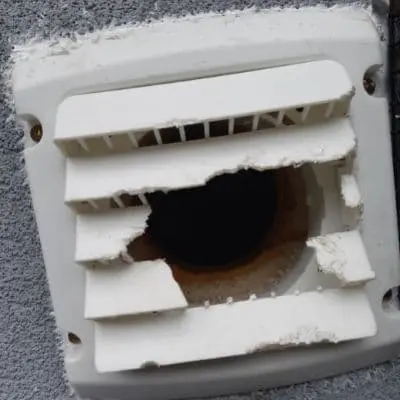 rat property damage bobcaygeon