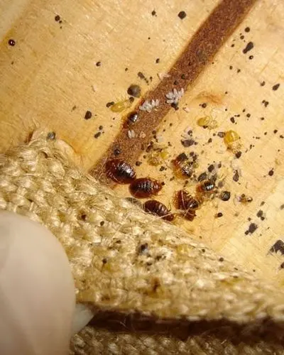 signs of bed bug infestation bobcaygeon