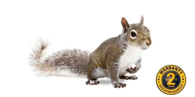 squirrel control bobcaygeon